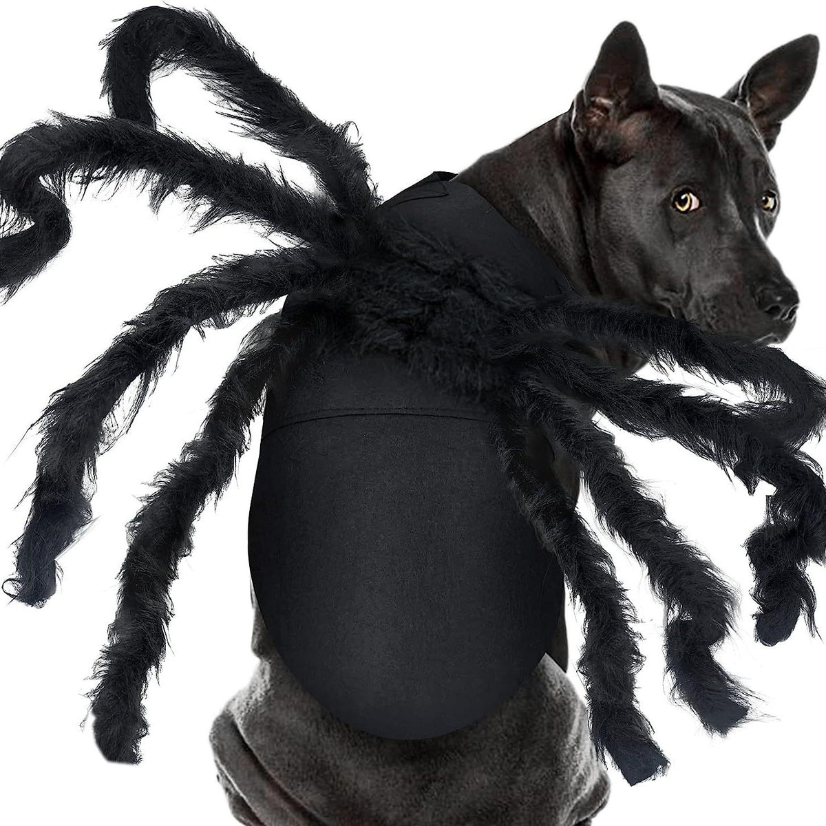 Pet Bat & Spider Wings | Premium Halloween Costume Prop